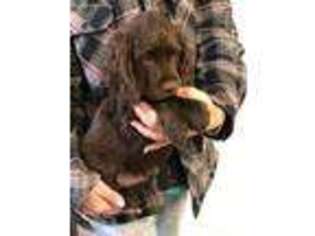 Mutt Puppy for sale in Waynesboro, VA, USA