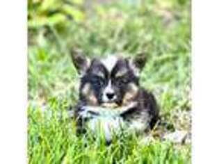 Pembroke Welsh Corgi Puppy for sale in Herriman, UT, USA