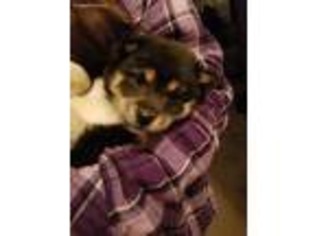 Shiba Inu Puppy for sale in Applegate, OR, USA