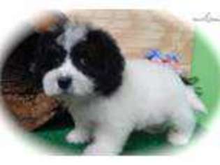 Shih-Poo Puppy for sale in Chicago, IL, USA