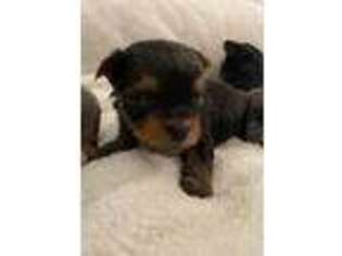 Yorkshire Terrier Puppy for sale in Sterling, MA, USA