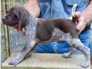 German Shorthaired Pointer Puppy for sale in Dadeville, AL, USA