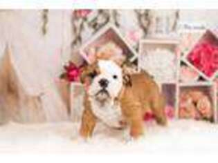 Bulldog Puppy for sale in Fort Wayne, IN, USA