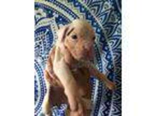 Boxer Puppy for sale in Glennville, GA, USA