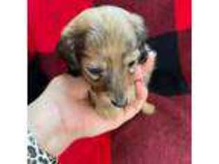 Dachshund Puppy for sale in Rose Bud, AR, USA
