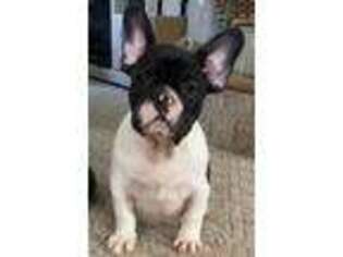 French Bulldog Puppy for sale in Medina, OH, USA