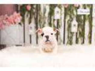 Bulldog Puppy for sale in Fort Wayne, IN, USA