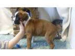 Boxer Puppy for sale in Deerbrook, WI, USA