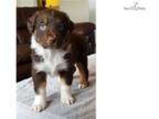 Australian Shepherd Puppy for sale in Albuquerque, NM, USA