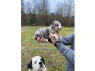 Great Dane Puppy for sale in Henderson, NC, USA