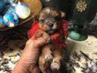 Yorkshire Terrier Puppy for sale in ALTAMONTE SPRINGS, FL, USA