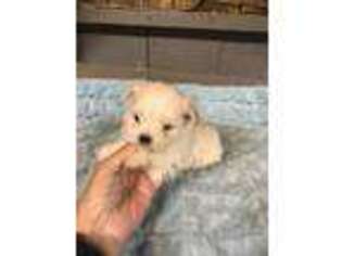 Maltese Puppy for sale in Adairsville, GA, USA