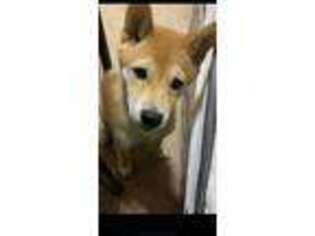 Shiba Inu Puppy for sale in Greer, SC, USA