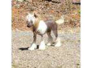 Chinese Crested Puppy for sale in Stokesdale, NC, USA