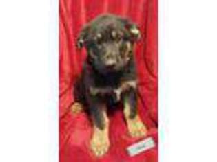 German Shepherd Dog Puppy for sale in SAINT PAULS, NC, USA