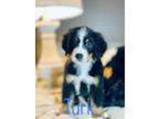 Bernese Mountain Dog Puppy for sale in Clinton, MO, USA