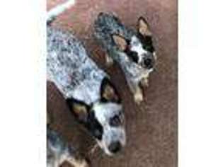 Australian Cattle Dog Puppy for sale in SHELBY, MI, USA