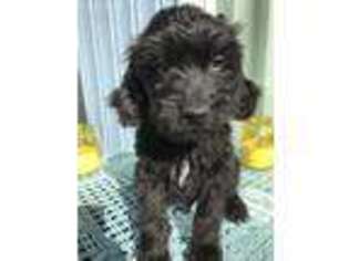 Goldendoodle Puppy for sale in Madison, SD, USA