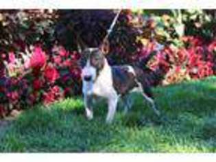 Bull Terrier Puppy for sale in Excelsior Springs, MO, USA