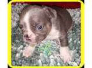 French Bulldog Puppy for sale in Powder Springs, GA, USA