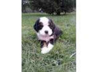Mutt Puppy for sale in Howe, IN, USA