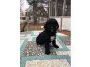 Goldendoodle Puppy for sale in Faribault, MN, USA