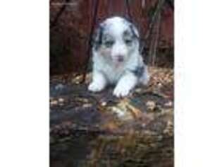 Shetland Sheepdog Puppy for sale in Mountain Grove, MO, USA