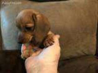 Dachshund Puppy for sale in Reeds Spring, MO, USA