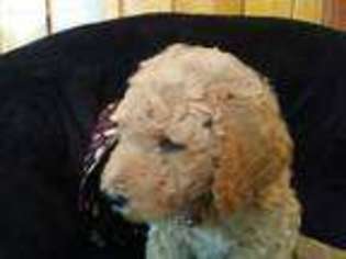 Labradoodle Puppy for sale in Leesburg, FL, USA