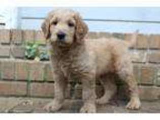 Goldendoodle Puppy for sale in Marietta, GA, USA