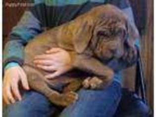 Neapolitan Mastiff Puppy for sale in Carthage, MO, USA