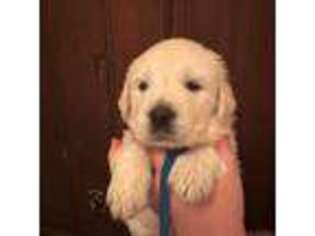 Golden Retriever Puppy for sale in Vancouver, WA, USA