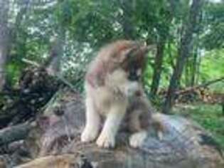 Siberian Husky Puppy for sale in Staples, MN, USA