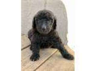 Mutt Puppy for sale in Jemison, AL, USA