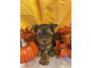 Yorkshire Terrier Puppy for sale in Cordell, OK, USA