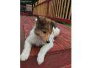 Collie Puppy for sale in Oakland, ME, USA