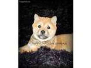 Shiba Inu Puppy for sale in Erie, KS, USA
