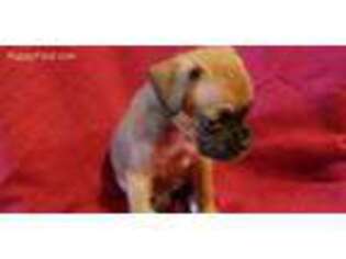 Boxer Puppy for sale in La Porte, TX, USA