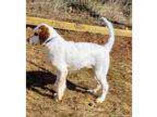 English Setter Puppy for sale in Callaway, VA, USA