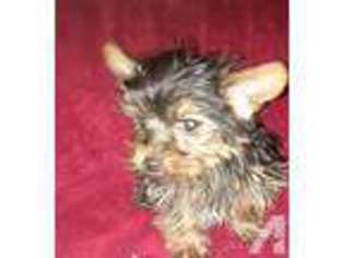 Yorkshire Terrier Puppy for sale in ARCANUM, OH, USA