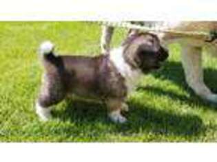 Akita Puppy for sale in Mead, WA, USA