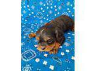 Cavalier King Charles Spaniel Puppy for sale in Telephone, TX, USA