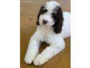 English Springer Spaniel Puppy for sale in Raleigh, NC, USA