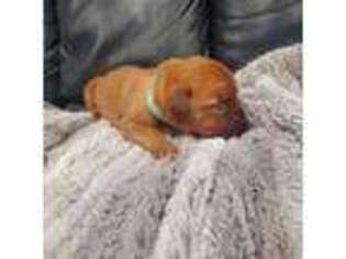 American Bull Dogue De Bordeaux Puppy for sale in Champlain, NY, USA