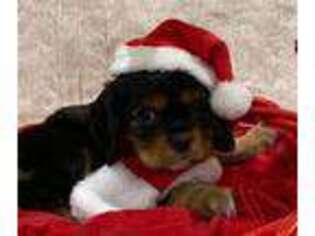 Cavalier King Charles Spaniel Puppy for sale in Poolville, TX, USA
