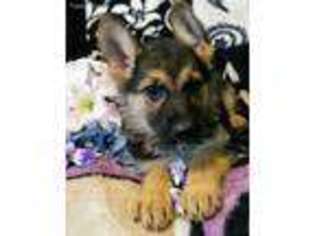 German Shepherd Dog Puppy for sale in Cullman, AL, USA