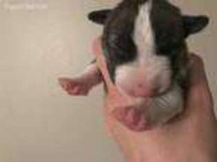 Bull Terrier Puppy for sale in Glorieta, NM, USA