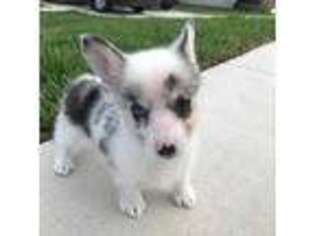 Pembroke Welsh Corgi Puppy for sale in Spartanburg, SC, USA