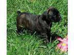 Boxer Puppy for sale in OVERBROOK, KS, USA