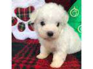 Maltese Puppy for sale in Sycamore, GA, USA
